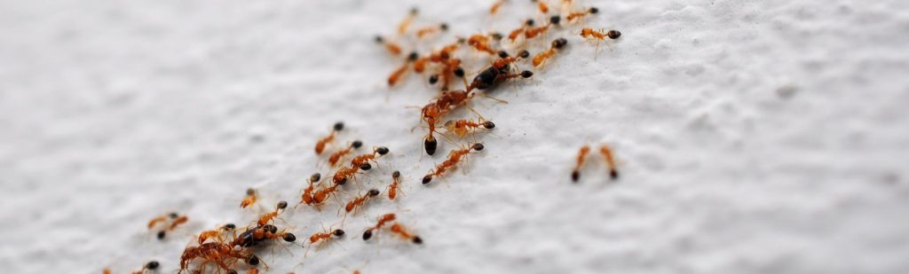 PestControl