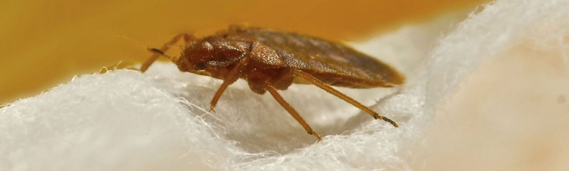 BedBug BedBug