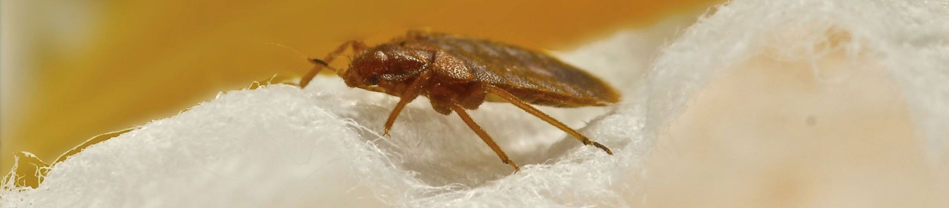 BedBug BedBug